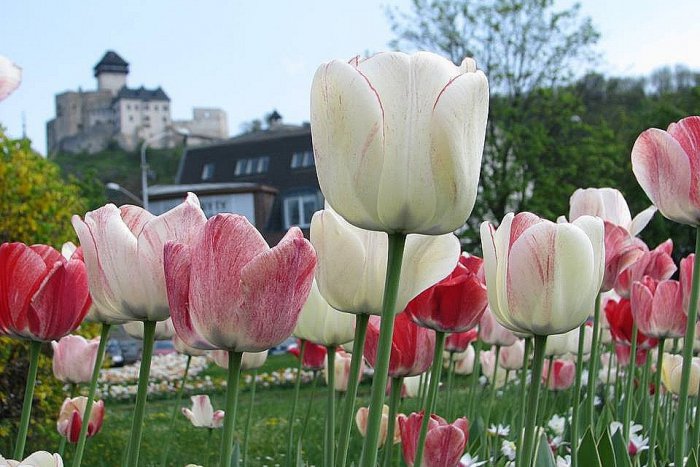Ilustračný obrázok k článku Pozrite tú nádheru na FOTKÁCH: Trenčín zaplavený kvetmi!