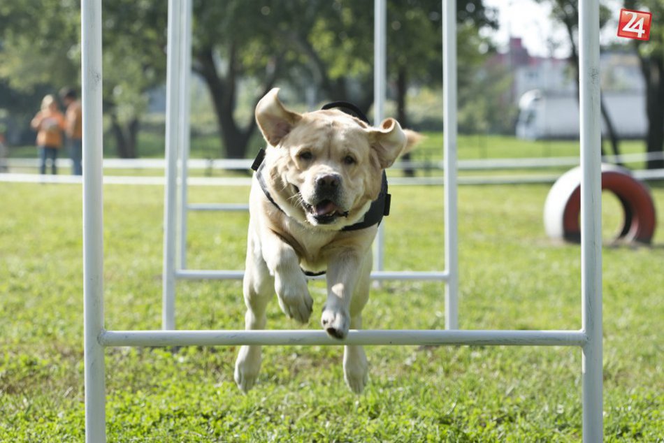 Ilustračný obrázok k článku Novinka pre žiarskych psíčkarov: Čo všetko nájdu v agility parku?
