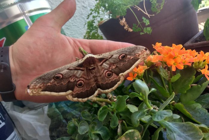 Ilustračný obrázok k článku To sa len tak nevidí: Najväčší európsky motýľ pristál na balkóne v Nitre, FOTO