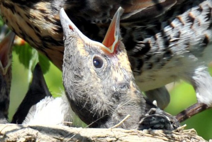 Ilustračný obrázok k článku Ornitológovia na Slovensku spozorovali stepné vtáky: Prilietajú len raz za pár desaťročí
