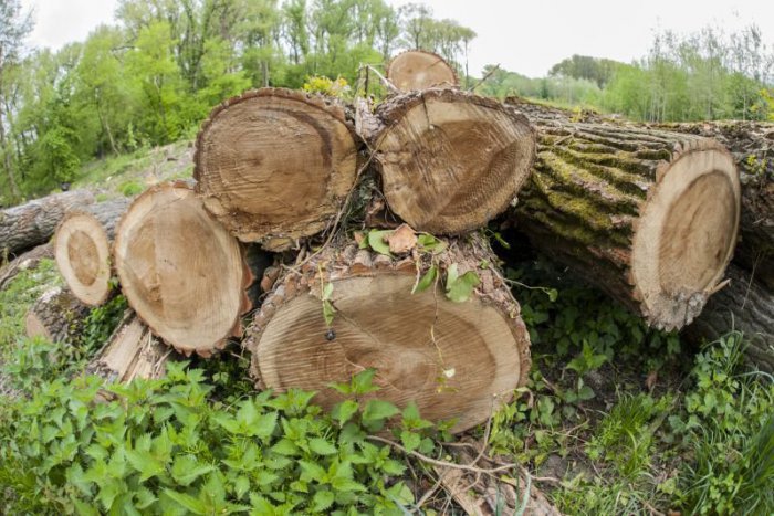 Ilustračný obrázok k článku Lesy SR pozastavili ťažbu na Devínskej Kobyle do konca júla