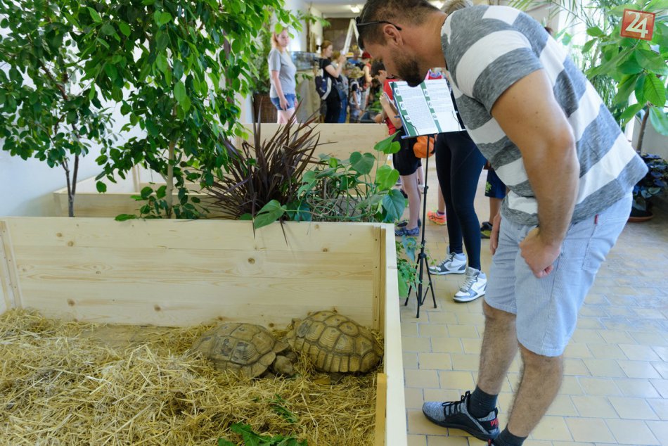 Ilustračný obrázok k článku FOTO: Návštevníkom Botanickej záhrady v Nitre sa otvoril svet korytnačiek