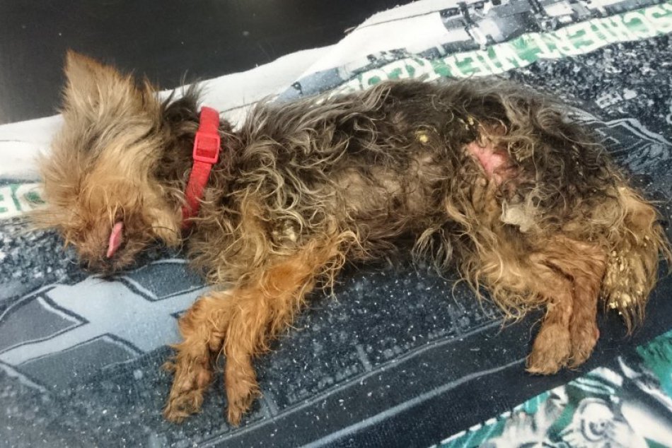 Ilustračný obrázok k článku Otrasný prípad v Nitre: Miestni sa mali len prizerať ako sučka umiera v mukách