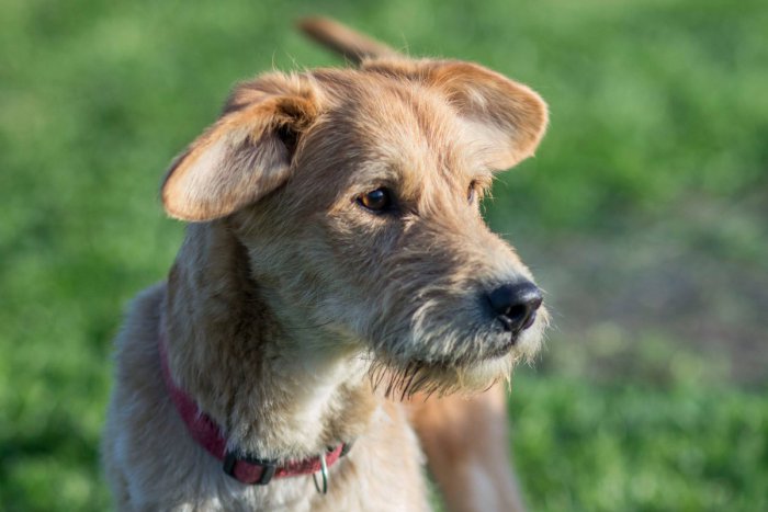 Ilustračný obrázok k článku FOTO, Je čas  na nového spoločníka: Čo tak vybrať útulkáča?