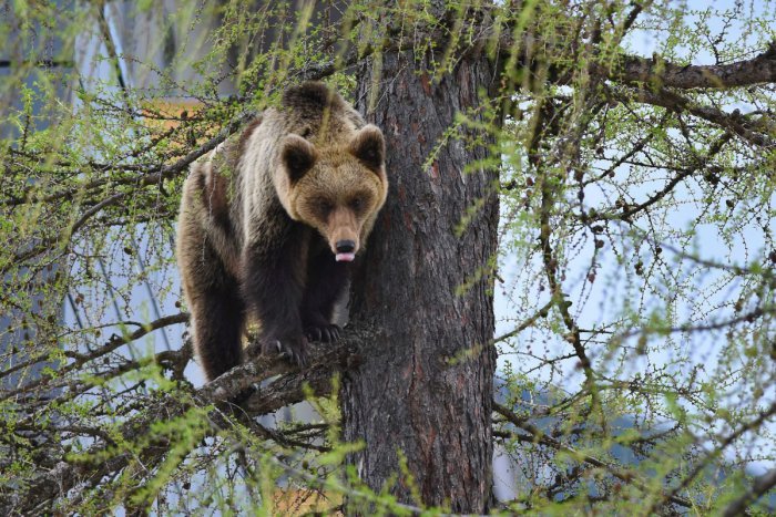 Ilustračný obrázok k článku Dôležité info turistom: V okolí Prievidze sa pohybujú medvede!