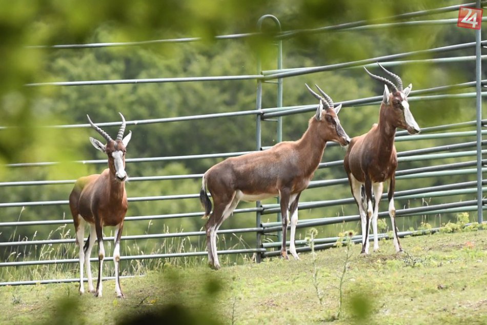 Ilustračný obrázok k článku Do košickej ZOO priviezli tri samice ohrozeného druhu antilopy