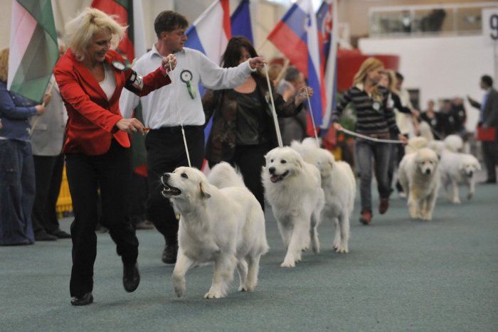 Ilustračný obrázok k článku Medzinárodná výstava psov v Nitre: Zastúpenie majú aj slovenské národné plemená