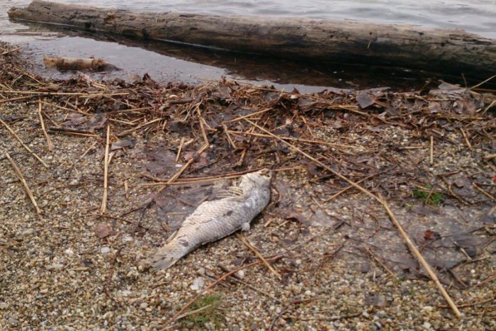 Ilustračný obrázok k článku Malý Dunaj vyplavil množstvo uhynutých rýb. Možnou príčinou je únik kontaminovaných látok