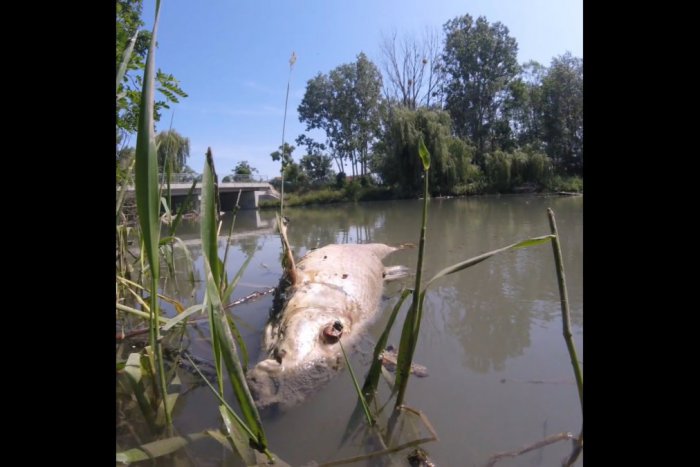 Ilustračný obrázok k článku Ryby v Malom Dunaji uhynuli pre nedostatok kyslíka, potvrdila to SIŽP