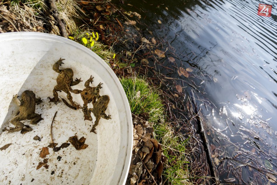 Ilustračný obrázok k článku Na Železnej studienke migrujú mladé žabky z rybníkov do lesa. Poradíme, ako im pomôcť