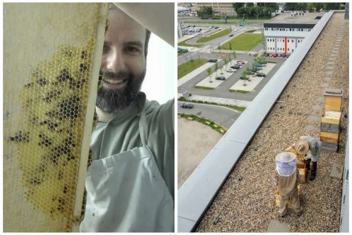 Ilustračný obrázok k článku Usilovným včielkam sa darí aj uprostred mesta! Tento rok priniesli dvakrát viac medu