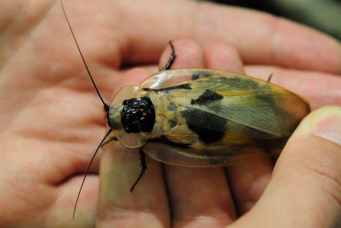 Ilustračný obrázok k článku KURIOZITA DŇA: Slovenskí výskumníci opísali dokonale maskovaného švába