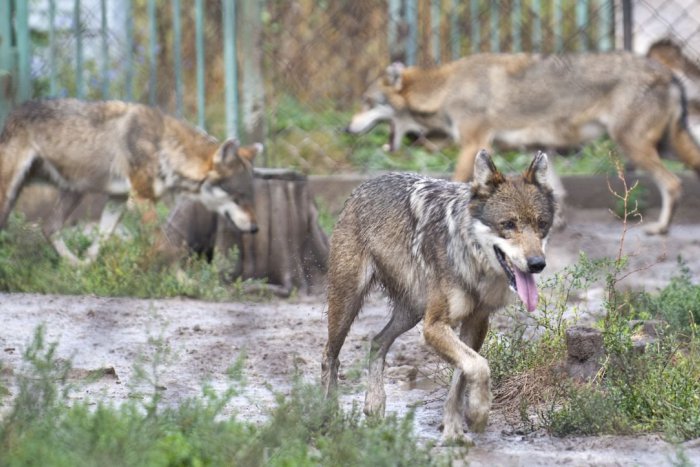 Ilustračný obrázok k článku SVET O SLOVENSKU: Vlk sa vyjadruje bohatšie ako krčmový povaľač