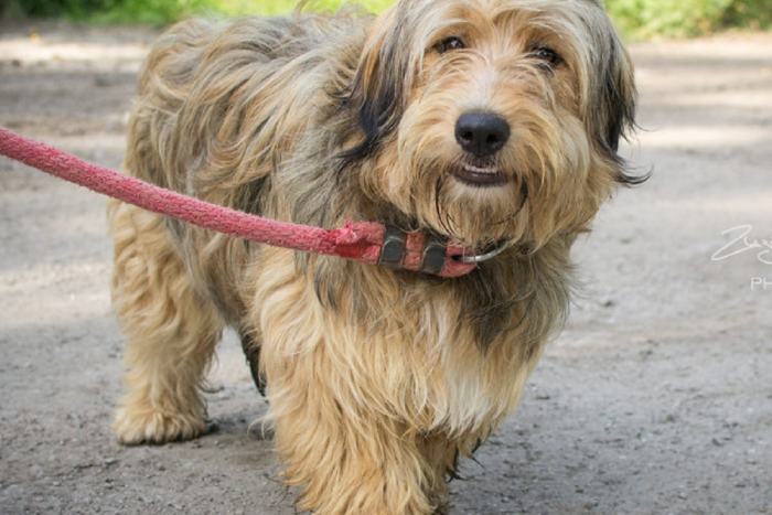 Ilustračný obrázok k článku Nezaslúžia si život v koterci: Tváre trenčianskych útulkáčov vás dojmú, FOTO