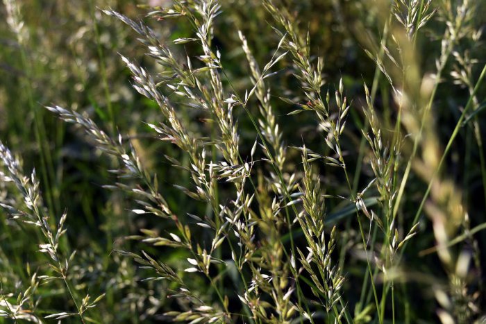 Ilustračný obrázok k článku Zlé správy pre alergikov: Peľová sezóna tráv stúpa k druhému vrcholu