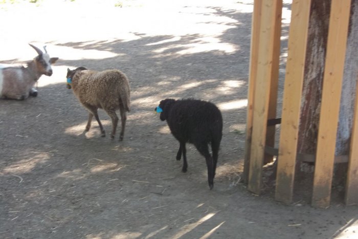 Ilustračný obrázok k článku Babičkin dvor slúži v plnej paráde: Už sa tam udomácňujú i mini ovce, FOTO