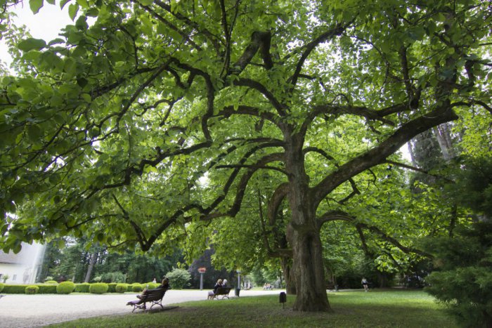 Ilustračný obrázok k článku V ankete Strom roka 2018 aj reprezentanti z nášho okresu: Hruška z Rejdovej a Magnólia z Betliara