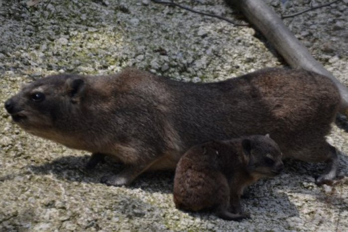 Ilustračný obrázok k článku Košická zoo má unikátne zvieratko: Daman kapský sa prvýkrát narodil na východe