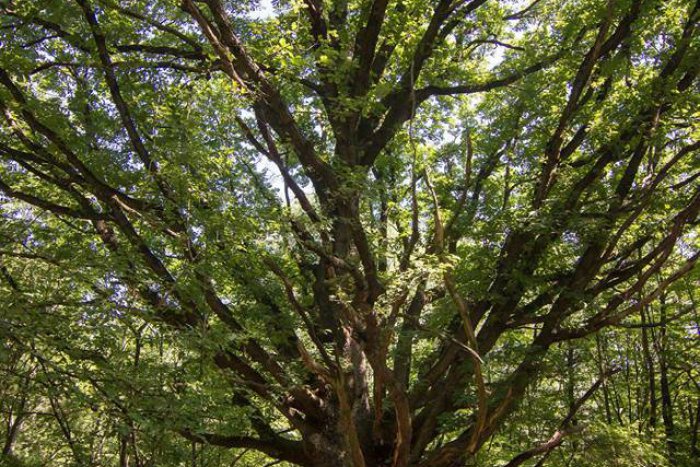 Ilustračný obrázok k článku FOTO: V ankete Strom roka je medzi finalistami aj zelený krásavec z okresu Lučenec