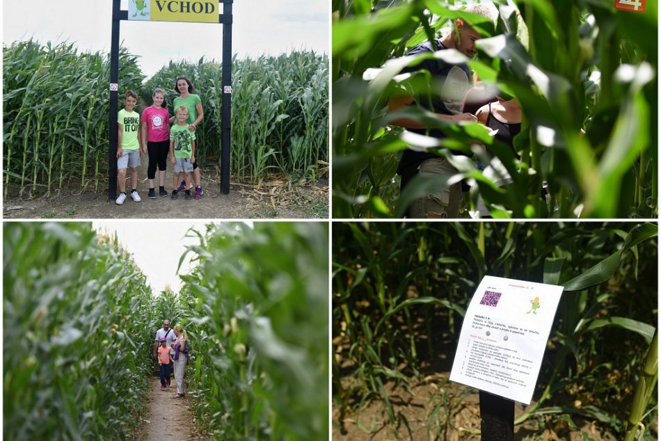 Ilustračný obrázok k článku Otvoria obľúbený kukuričný labyrint: Blúdiť budeme na 2,7 kilometra dlhej trase