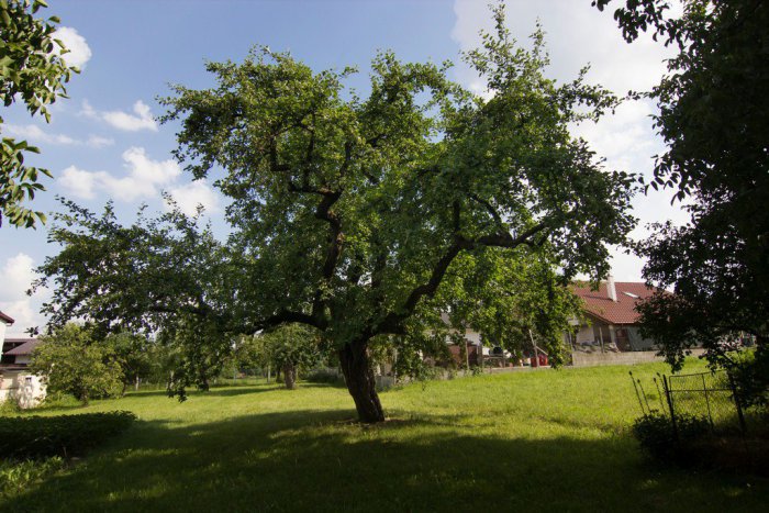 Ilustračný obrázok k článku FOTO: V ankete Strom roka je medzi finalistami aj zelená krásavica z okresu Trenčín