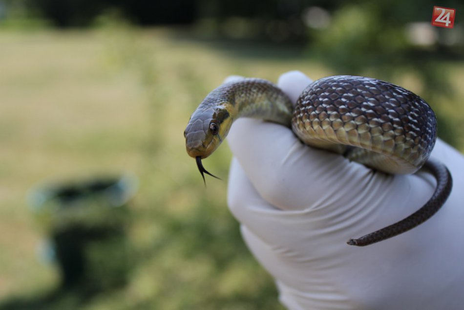 Ilustračný obrázok k článku Lovci hadov vyrážajú do terénu aj v Nitre: Najčastejšie kvôli užovkám