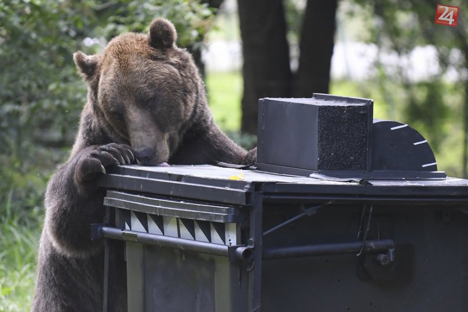 Ilustračný obrázok k článku Medveď hnedý testoval odpadový kontajner v zoo