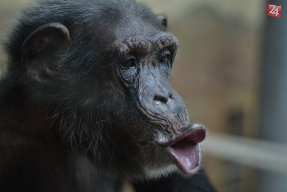 Ilustračný obrázok k článku Prvý Svetový deň šimpanzov oslávi bratislavská ZOO bohatým programom
