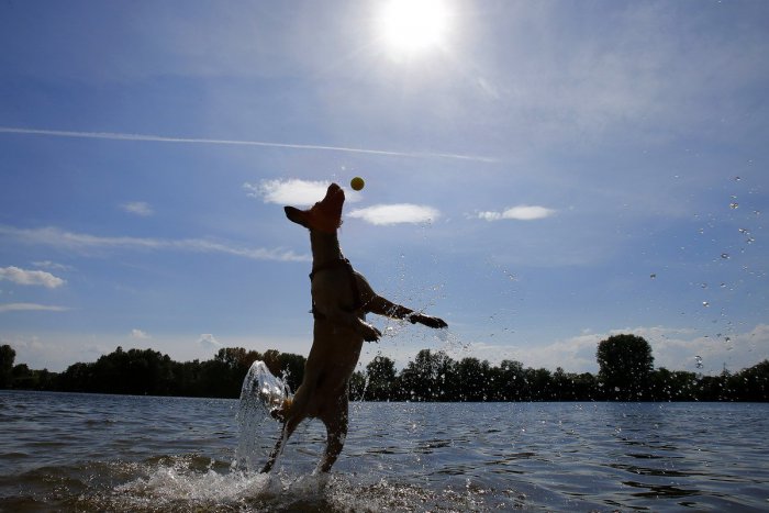 Ilustračný obrázok k článku Vodu si počas horúčav užívajú aj psy: Ochladzujú sa v rieke Nitra, VIDEO