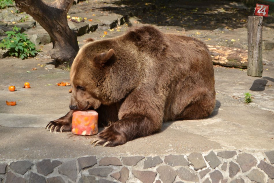 Ilustračný obrázok k článku Počas horúčav majú zvieratá v zoo zabezpečený chládok i dostatok vody