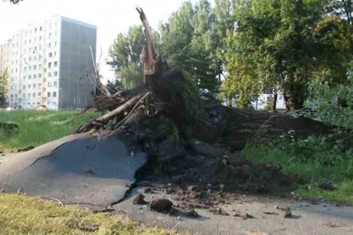 Ilustračný obrázok k článku VIDEO: Čo dokáže prietrž so silným vetrom? V Poprade padol aj 50-ročný strom!