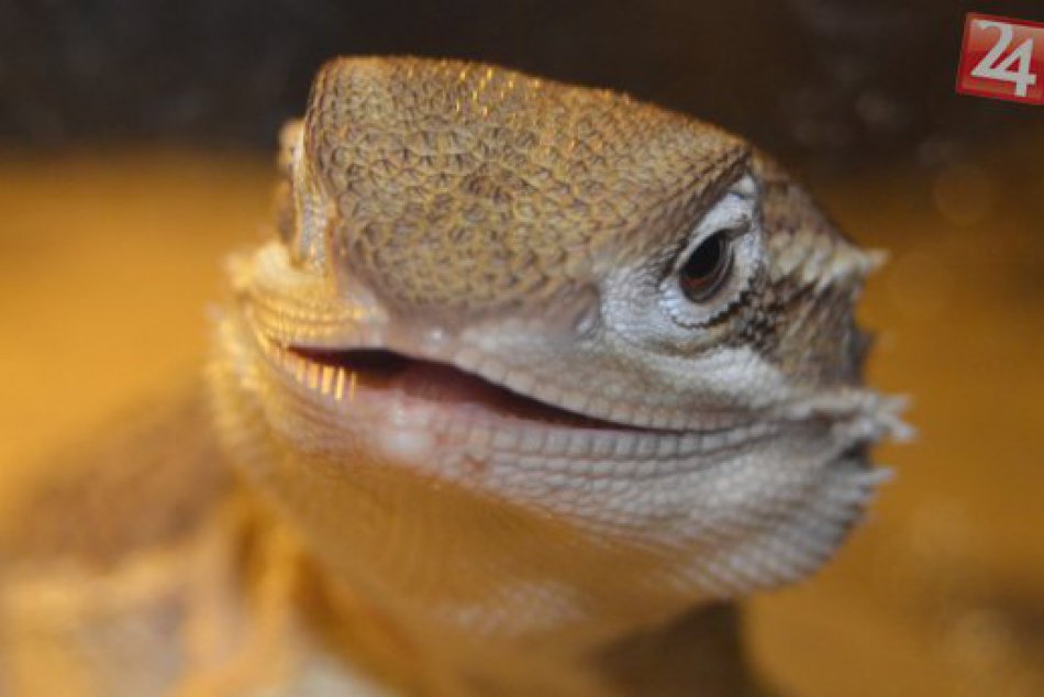 Ilustračný obrázok k článku Len v košickej zoo chovajú agamy trpasličie
