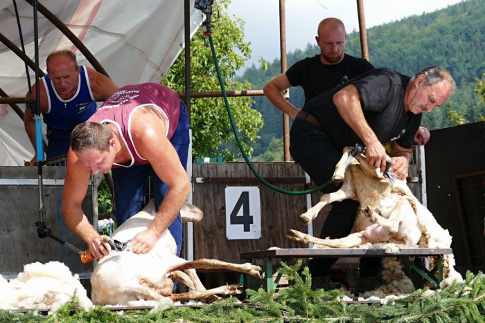 Ilustračný obrázok k článku Bačovské pastorále: Oslava ovčiarstva súťažou a folklórom, FOTO a VIDEO