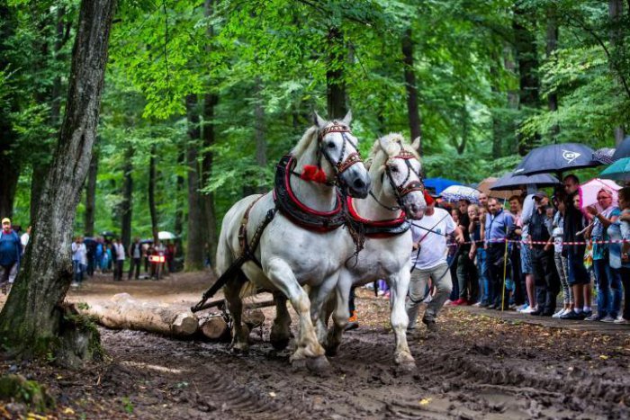 Ilustračný obrázok k článku Na furmanské preteky v Sobranciach sa dostanete autobusom z Košíc