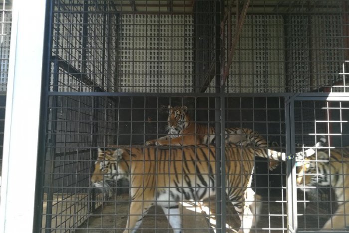 Ilustračný obrázok k článku Cirkus na Sihoti sa nezaobišiel bez zranenia: Tigrie pazúry poranili dievča