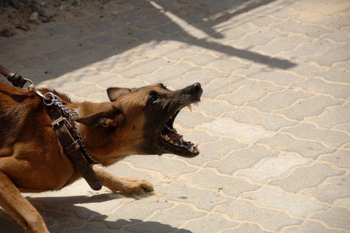 Ilustračný obrázok k článku Rozzúrené psy sa podhrabali popod plot a brutálne napadli suseda