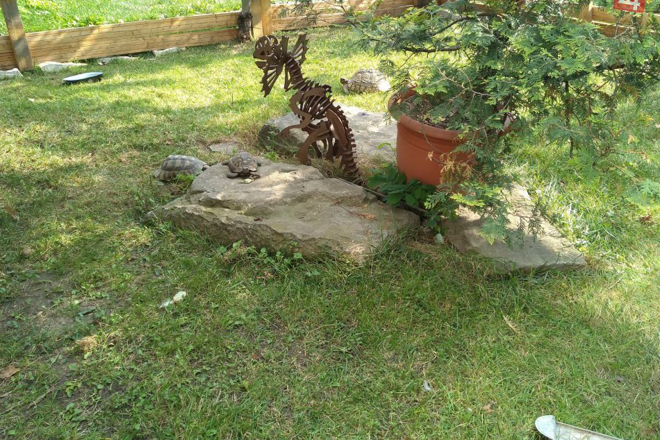 Ilustračný obrázok k článku Vskutku netradičné domáce zvieratká: Pozrite, čo chová Štefan vo svojej záhrade, FOTO