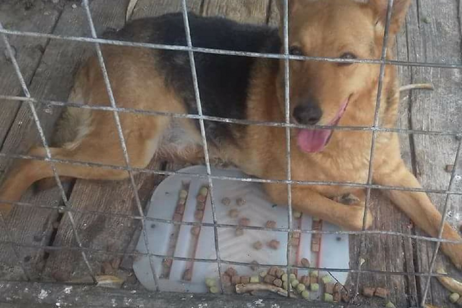 Ilustračný obrázok k článku Dúbravka opakuje zbierku pre zvierací útulok