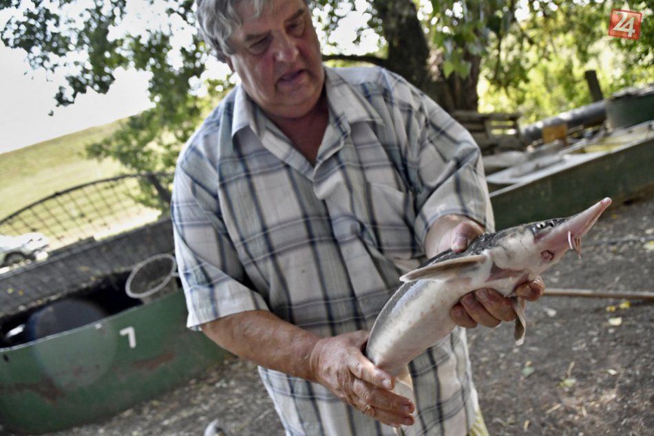 Ilustračný obrázok k článku Chovatelia v Drahovciach v smútku: Rybám škodia parazity v prehriatej vode, VIDEO