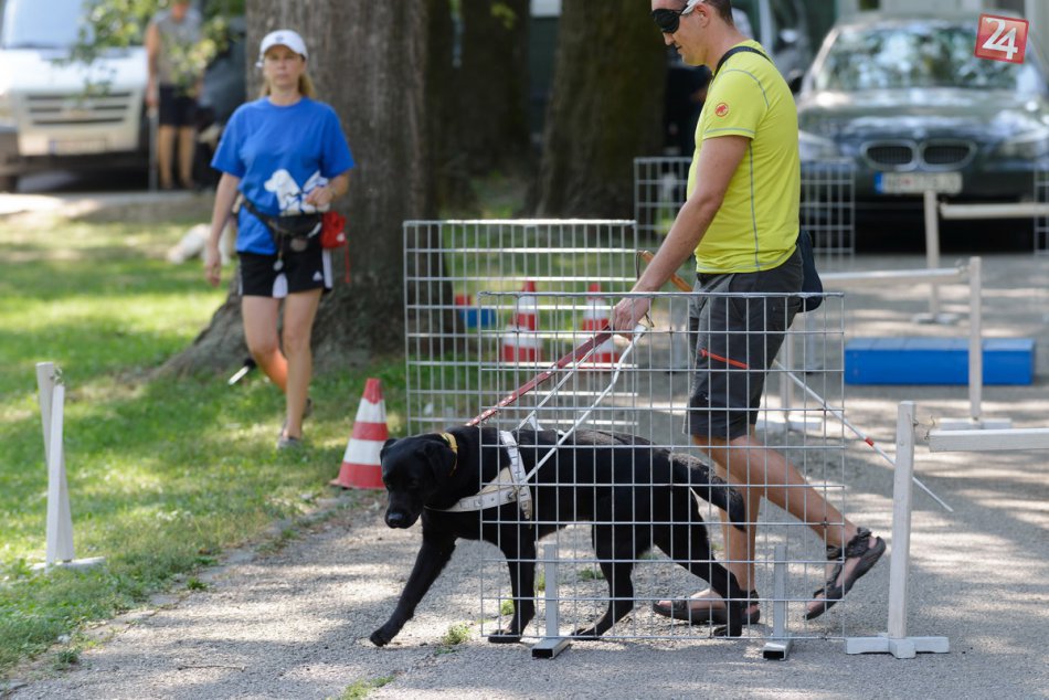 Ilustračný obrázok k článku Výnimočné psy s úlohou pomáhať nevidiacim sa stretli v Nitre, FOTO a VIDEO