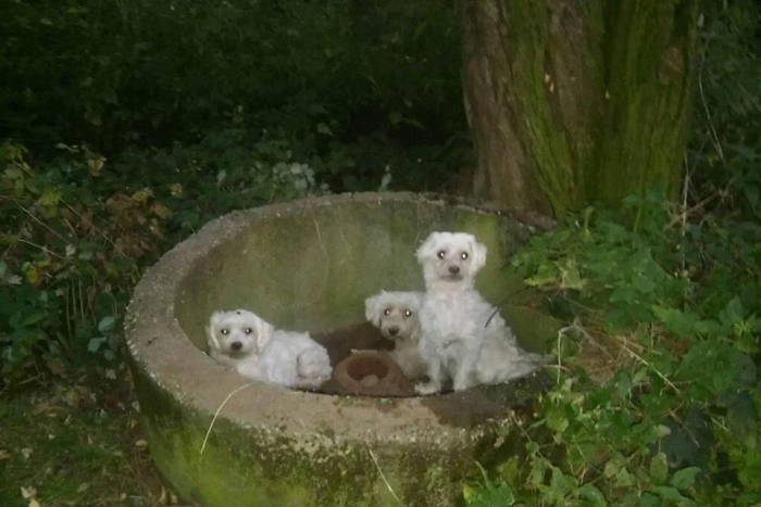 Ilustračný obrázok k článku V poli našli 11 opustených psíkov: Veronika s rodinou ich zachránila v pravý čas