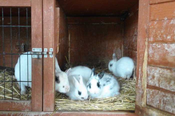 Ilustračný obrázok k článku Babičkin dvor v Šali sa rozrástol: Narodili sa tam rozkošné zajace, FOTO