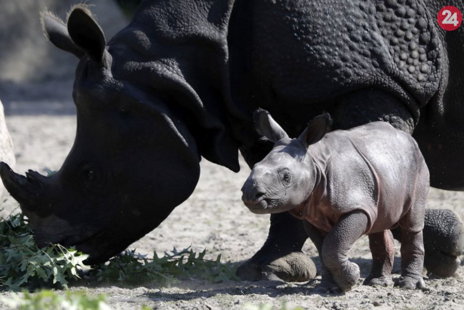 Ilustračný obrázok k článku KURIOZITA DŇA: Zoo v Berlíne sa teší novému prírastku nosorožca