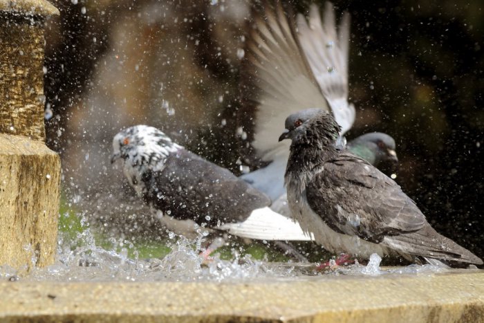 Ilustračný obrázok k článku Budú sa zaoberať vtákmi: Občan navrhuje likvidáciu tmavých holubov a nahradiť ich bielymi