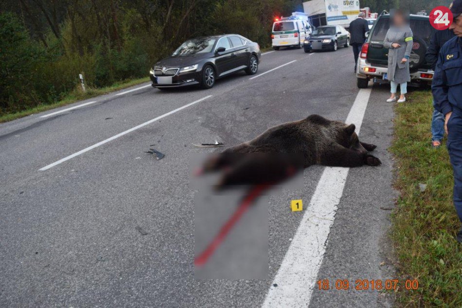 Ilustračný obrázok k článku Tragická zrážka s medveďom pri Ružomberku: Policajti vysvetľujú, čo sa stalo, FOTO