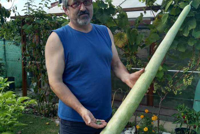 Ilustračný obrázok k článku Tak tomu sa povie úroda: Pestovateľ z Markušoviec má v záhrade megauhorky, FOTO