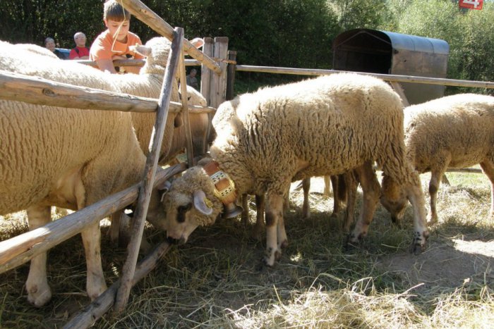 Ilustračný obrázok k článku Tipy na víkend: Balocký bačovský deň prinesie baranie špeciality, ovčie syry i jarmok
