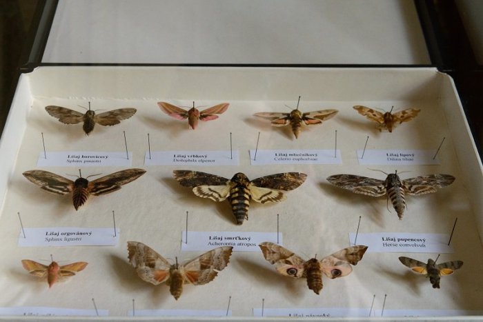 Ilustračný obrázok k článku Horehronské múzeum ovládne výstava tropického hmyzu