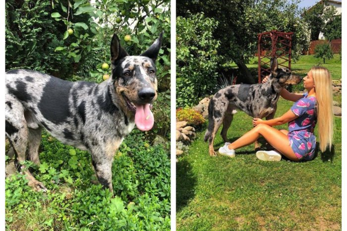 Ilustračný obrázok k článku Pri Žiari sa stratil psík: Zúfalí majitelia prosia o pomoc, ponúkajú odmenu