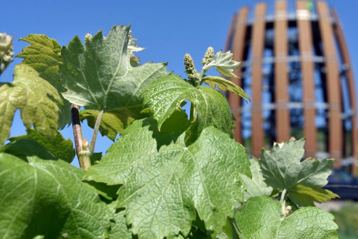Ilustračný obrázok k článku Tokaj na Gemeri: Výstava, folklór aj ochutnávka tokajských špecialít